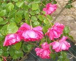 Polyantha X 92.JPG