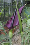 Arum dragon-1.JPG