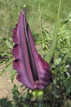 dracungulus vulg-2.JPG