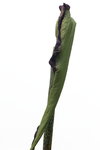 Arum dragon-3.JPG