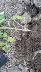 tomates.jpg