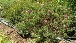 Cistus 05.JPG