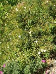 Cistus 06.JPG