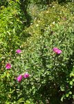Cistus 07.JPG