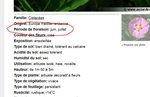 Capture cistus.JPG
