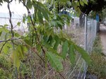 Plante 2