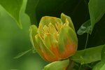 Liriodendron tulipifera 10 - Copie.JPG