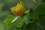 Liriodendron tulipifera 09 - Copie.JPG