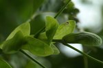 Liriodendron tulipifera 11 - Copie.JPG