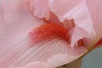 La vie en rose