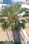 Chamaerops humilis à vérifier 2.JPG
