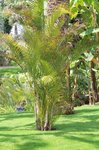 Areca ou howea ou autre 2.JPG