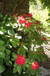 Rhodo Brittania 22.JPG