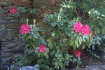 Rhodo magenta 23.JPG