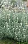 Immortelle - 30 C.jpg