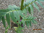 DSCN3001.JPG