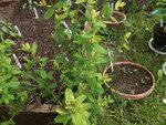 DSCF2399.jpg