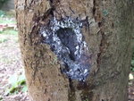 Bestioles-4.jpg