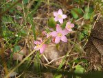 DSCF0497.JPG