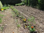 J'ai également planter les œillets d'inde entre les tomates.