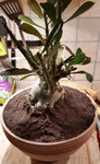 adenium.jpg