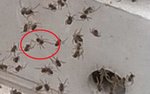 Arachnide.jpg