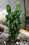 Opuntia # monacantha - 28 C.jpg