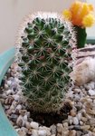 Mammillaria sp - 28 C.jpg
