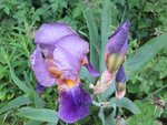 2016-05-29 iris forum 3.jpg