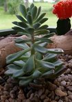 Echeveria # rosea - 28 C.jpg