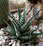 Haworthia fasciata - 28 C.jpg