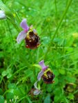 Ophrys Bourdon ?