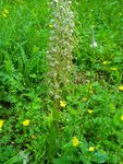 Orchis Bouc ?