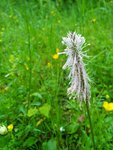 Un plantain mais lequel ?