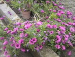DSCN6681.JPG