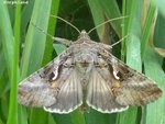 Lambda (Autographa gamma).jpg