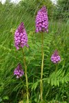 Orchis pyramidal.jpg