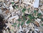 ce truc qui m'emmerde dans mon potager