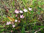 DSCF0491.JPG