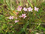 DSCF0490.JPG