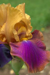 IMGP2568.jpg