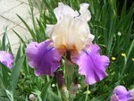 un de mes iris ,j'adore es fleur