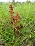 orobanche-20160508-sur-les-rivieres-05-600x800.jpg