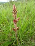 orobanche-20160508-sur-les-rivieres-06-600x800.jpg