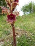 orobanche-20160508-sur-les-rivieres-08-600x800.jpg