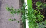 IMG_20160602_130644.jpg
