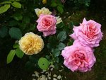 Graham Thomas jaune) et Abraham Darby (rose).jpg