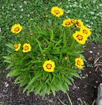 Coreopsis grandiflora - 28 SE.jpg