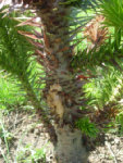 Voila ce qui s'écoule de mon arbre. Bizarre non?