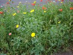 fleurs3.jpg